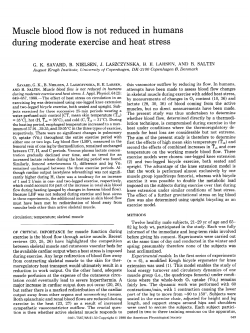 Muscle blood flow is not reduced in humans during