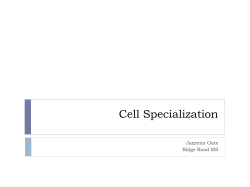 Cell Specialization Cornell Notes