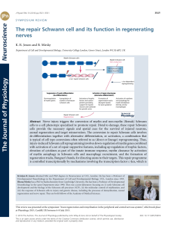 The repair Schwann cell and its function in regenerating nerves