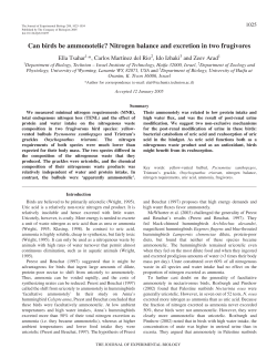 Can birds be ammonotelic? Nitrogen balance and excretion in two