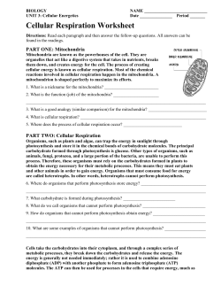 Cellular Respiration Worksheet