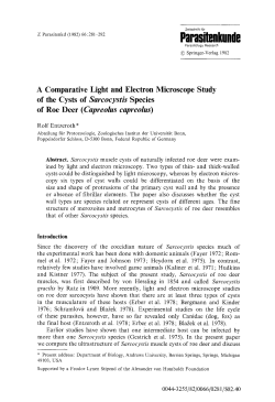 A comparative light and electron microscope study of