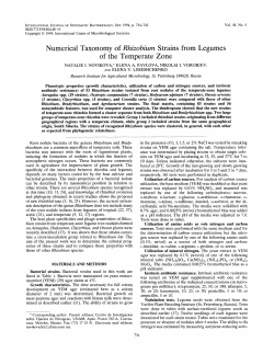 Numerical Taxonomy of Rhizobium Strains from Legumes of the