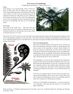 The Tree Fern - Cloudbridge Nature Reserve