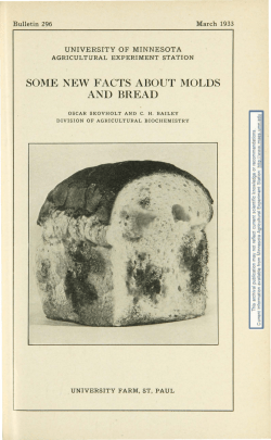 SOME NEW FACTS ABOUT MOLDS AND BREAD
