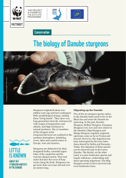 "The biology of Danube sturgeons"