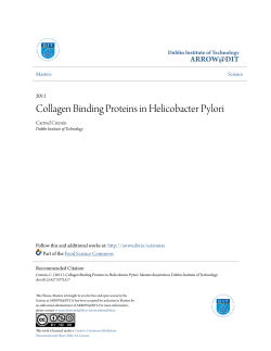 Collagen Binding Proteins in Helicobacter Pylori