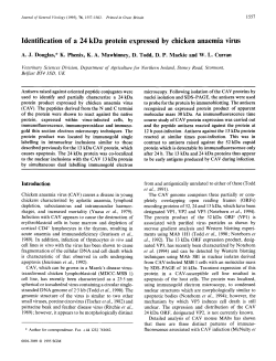 Identification of a 24 kDa protein expressed by chicken anaemia virus