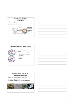 1 Pseudocoelomates: Gnathifera Advantages of a Body Cavity