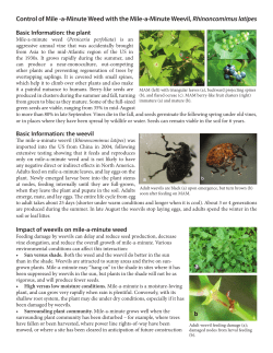 Control of Mile -a-Minute Weed with the Mile-a