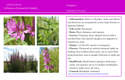 Lythraceae - MD of Wainwright