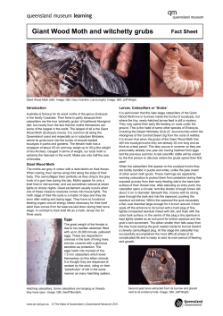 Giant Wood Moth and witchetty grubs