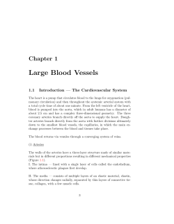 Large Blood Vessels