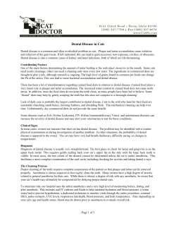 FELINE DENTAL DISEASE