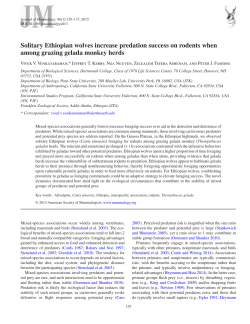 Solitary Ethiopian wolves increase predation success on rodents