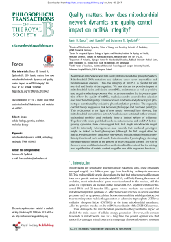 Quality matters: how does mitochondrial network dynamics and