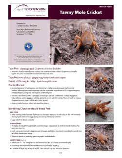 Tawny Mole Cricket - Aggie Horticulture