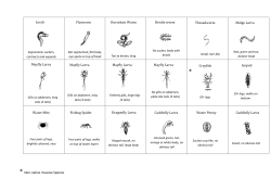 Key for Freshwater Invertebrates