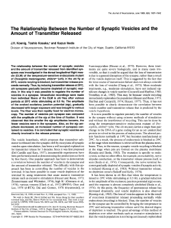 The Relationship Between the Number of Synaptic Vesicles and the