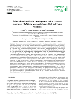 Pubertal and testicular development in the common marmoset