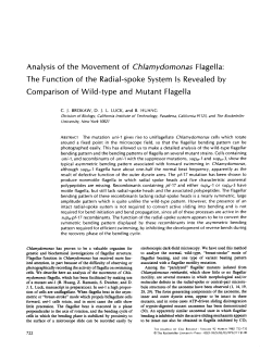 Analysis of the Movement of Chlamydomonas Flagella : The