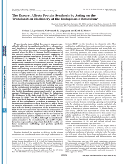 The Exocyst Affects Protein Synthesis by Acting on the Translocation