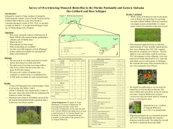 Survey of Overwintering Monarch Butterflies in the Florida