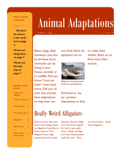 Really Weird Alligators