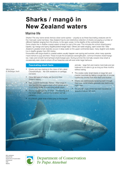 Sharks / mango in New Zealand waters