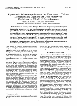 Phylogenetic Relationships between the Western Aster Yellows