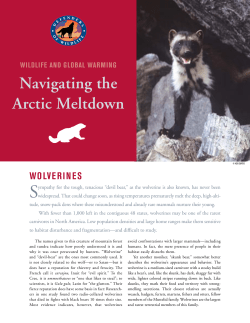 navigating the Arctic Meltdown
