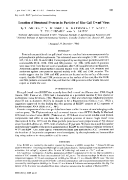 Location of Structural Proteins in Particles of Rice Gall Dwarf Virus
