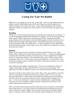 Caring for your Rabbit - Greensborough Veterinary Hospital