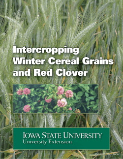 Intercropping Winter Cereal Grains and Red Clover