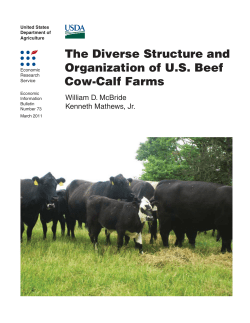 The Diverse Structure and Organization of U.S. Beef Cow