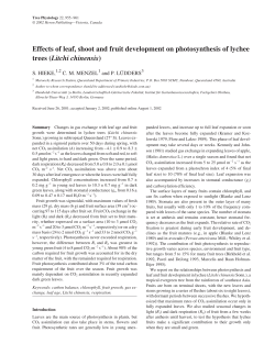 Effects of leaf, shoot and fruit development on photosynthesis of