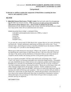 Lab protocol 4 final