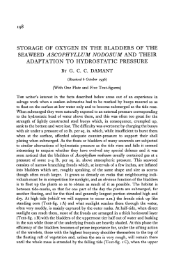 storage of oxygen in the bladders of the seaweed ascophyllum