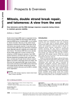 Mitosis, double strand break repair, and telomeres: A view from the