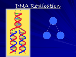 DNA Replication