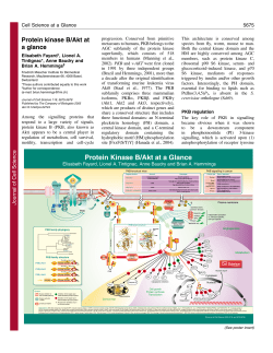 Protein Kinase B/Akt at a Glance