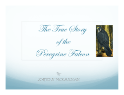 The Peregrine Falcon
