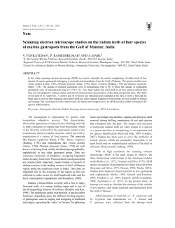 Note Scanning electron microscope studies on the radula teeth of