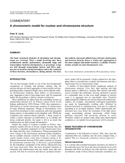 COMMENTARY A chromomeric model for nuclear and chromosome