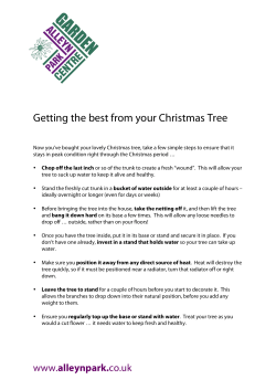 Getting the best from your Christmas Tree