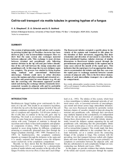 Cell-to-cell transport via motile tubules in growing hyphae of a fungus
