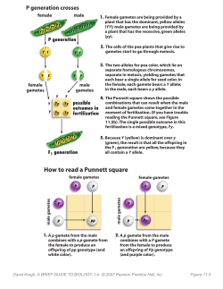 How to read a Punnett square