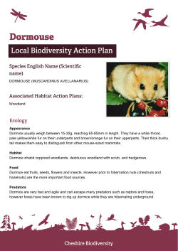 DORMOUSE (MUSCARDINUS AVELLANARIUS) Woodland