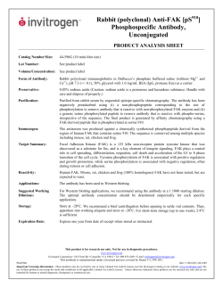 (polyclonal) Anti-FAK - Thermo Fisher Scientific