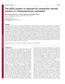 The SEC6 protein is required for contractile vacuole function in
